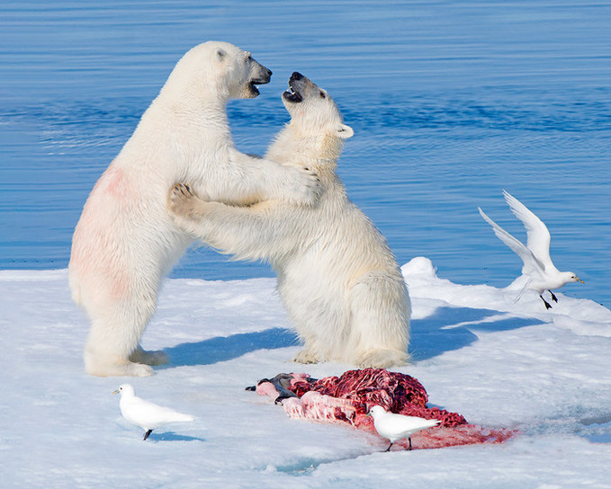 북극곰이 북극 먹이 사슬을 유지시키는...