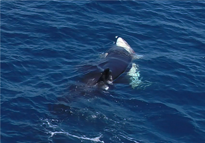 범고래의 지능적인 백상아리 사냥