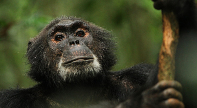 침팬지는 왜 피비린내 나는 전쟁을 벌일까