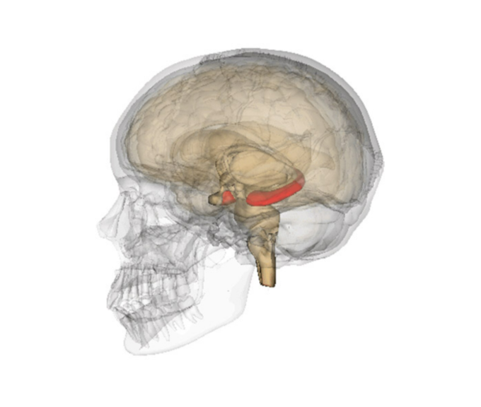 뇌는 어떻게 기억을 저장하는가.