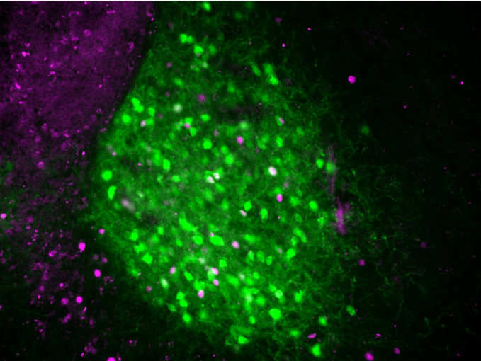 낯선 환경에서 첫날밤 잠을 설치는 이유