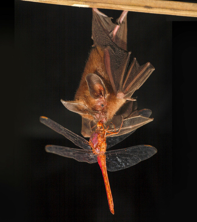 로봇이 밝혀낸 박쥐 사냥의 비밀