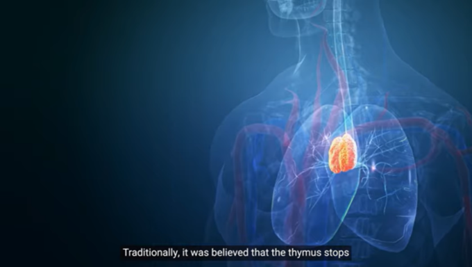 흉선을 제거한 사람들, 암, 심혈관 질환 및 사망 위험 현저히 높아(영상)