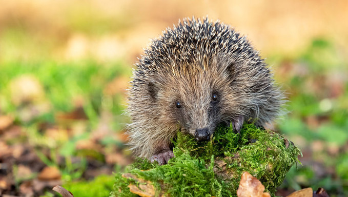 고슴도치의 청력 검사