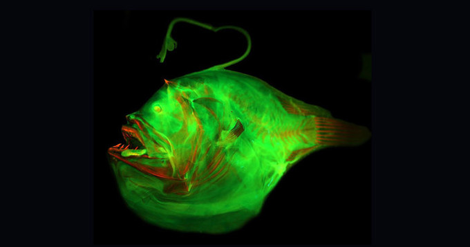 아귀는 어떻게 미끼를 갖게 되었을까?