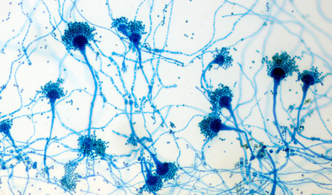 곰팡이, 화성 착륙에도 살아남을 수 있을까?