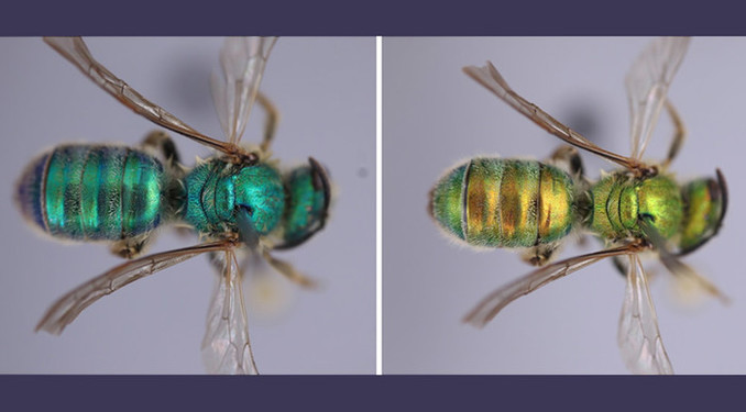 일부 꿀벌은 날씨에 따라 색깔이 변한다.