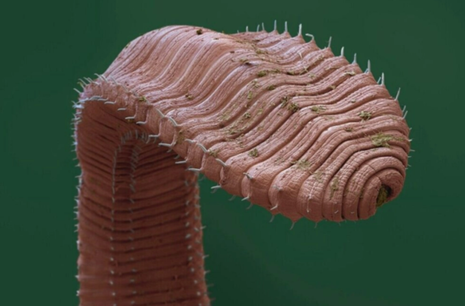 지렁이 근접 촬영