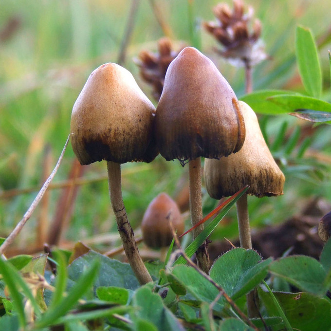 환각 성분인 실로시빈(psilocybin)을 단 한 번만 복용해도 뇌에 장기적인 영향 미친다.